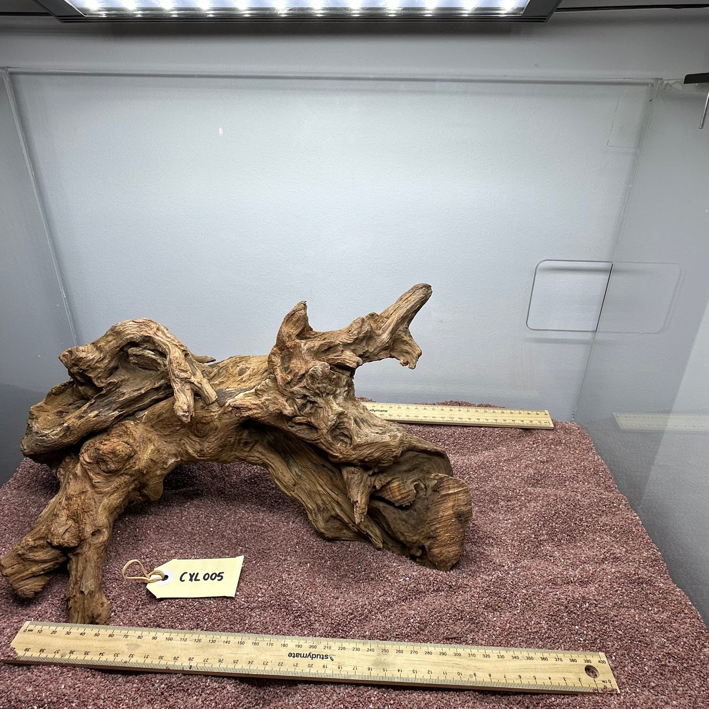 Coral Wood (X Large)
