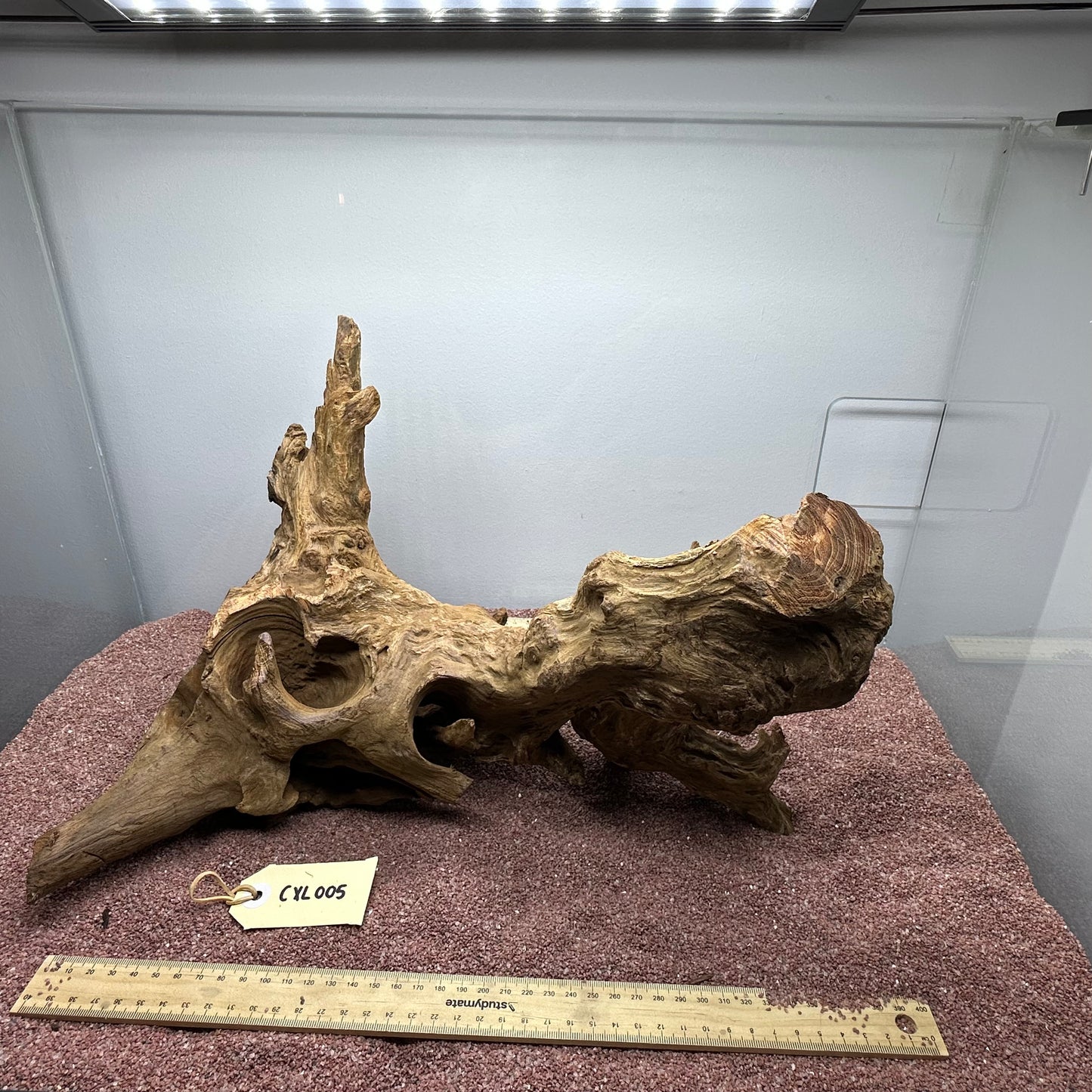 Coral Wood (X Large)