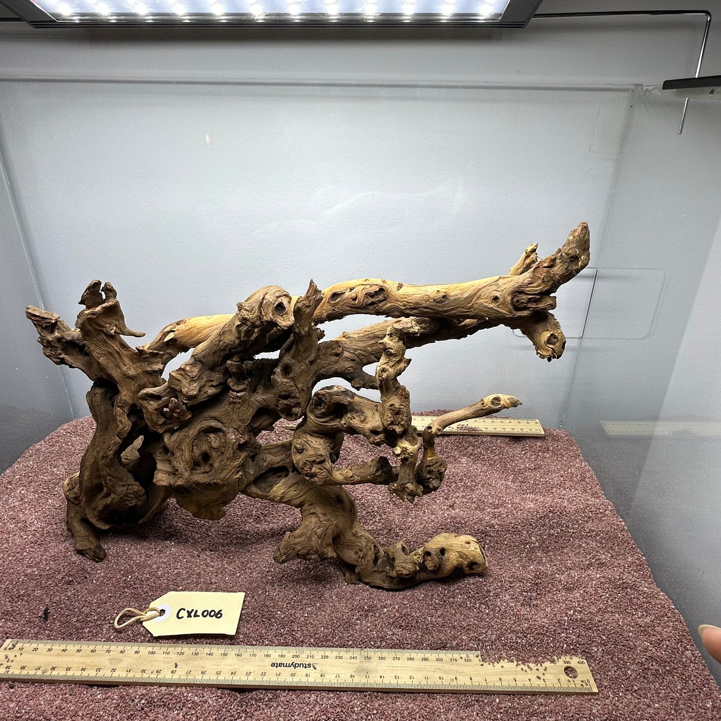 Coral Wood (X Large)