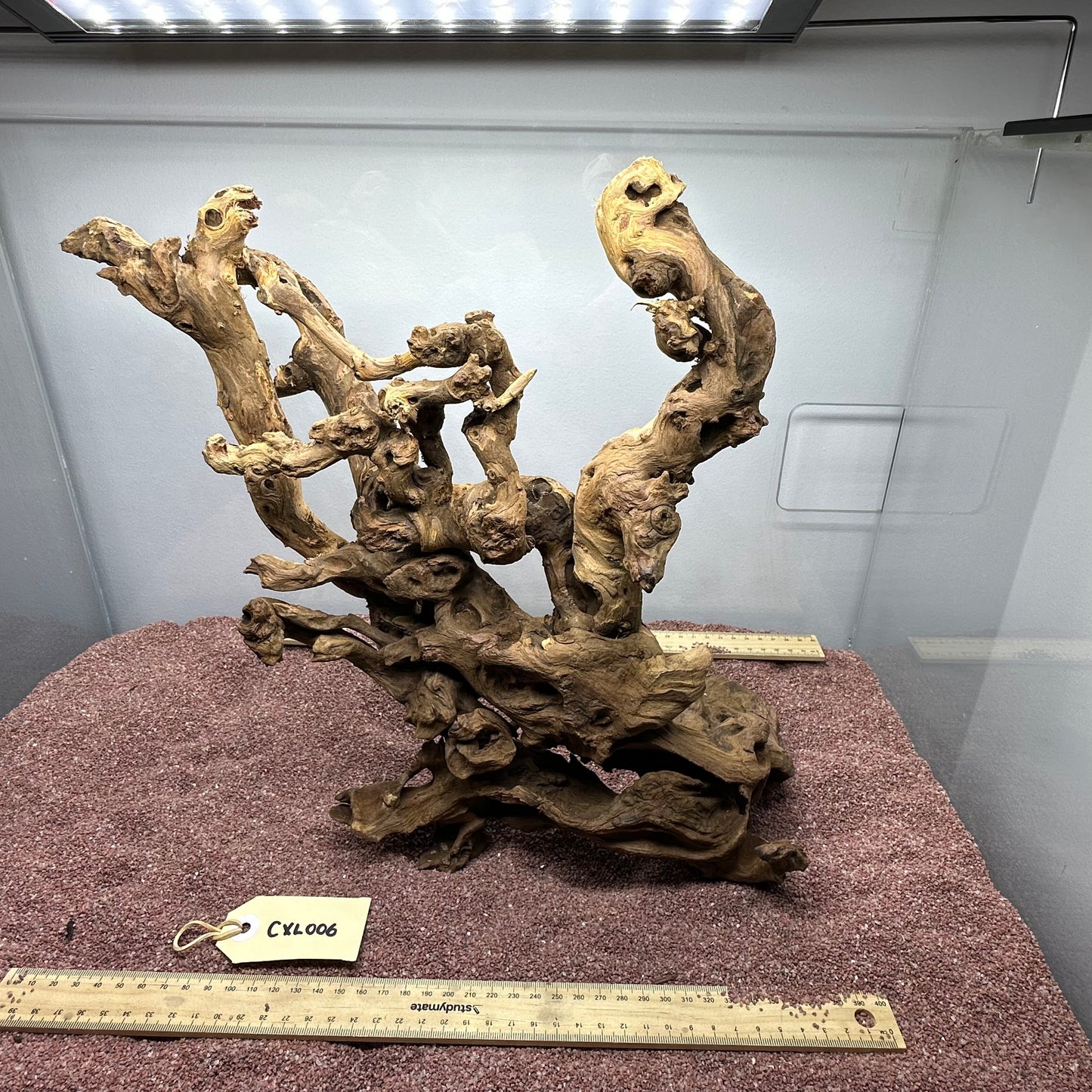 Coral Wood (X Large)