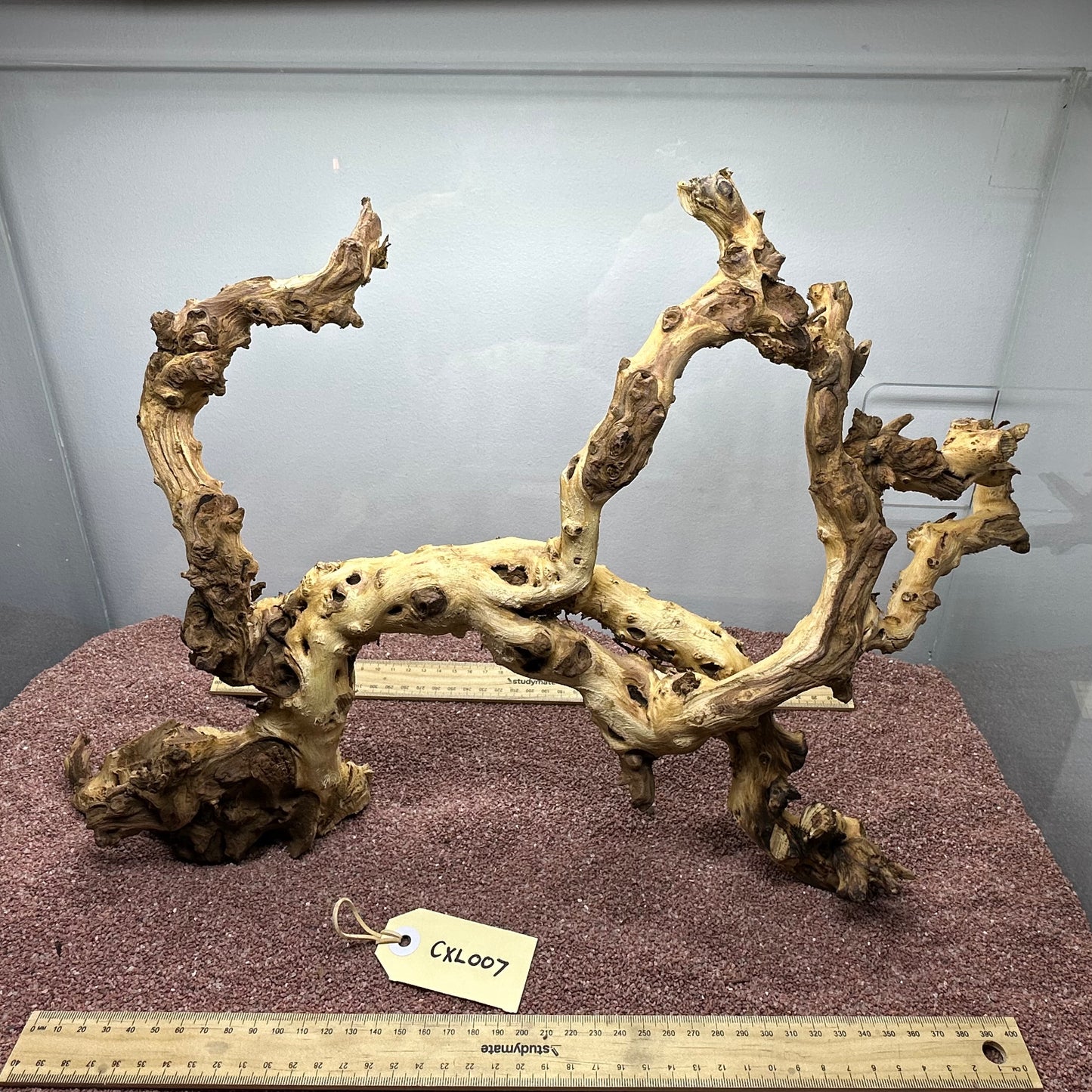 Coral Wood (X Large)