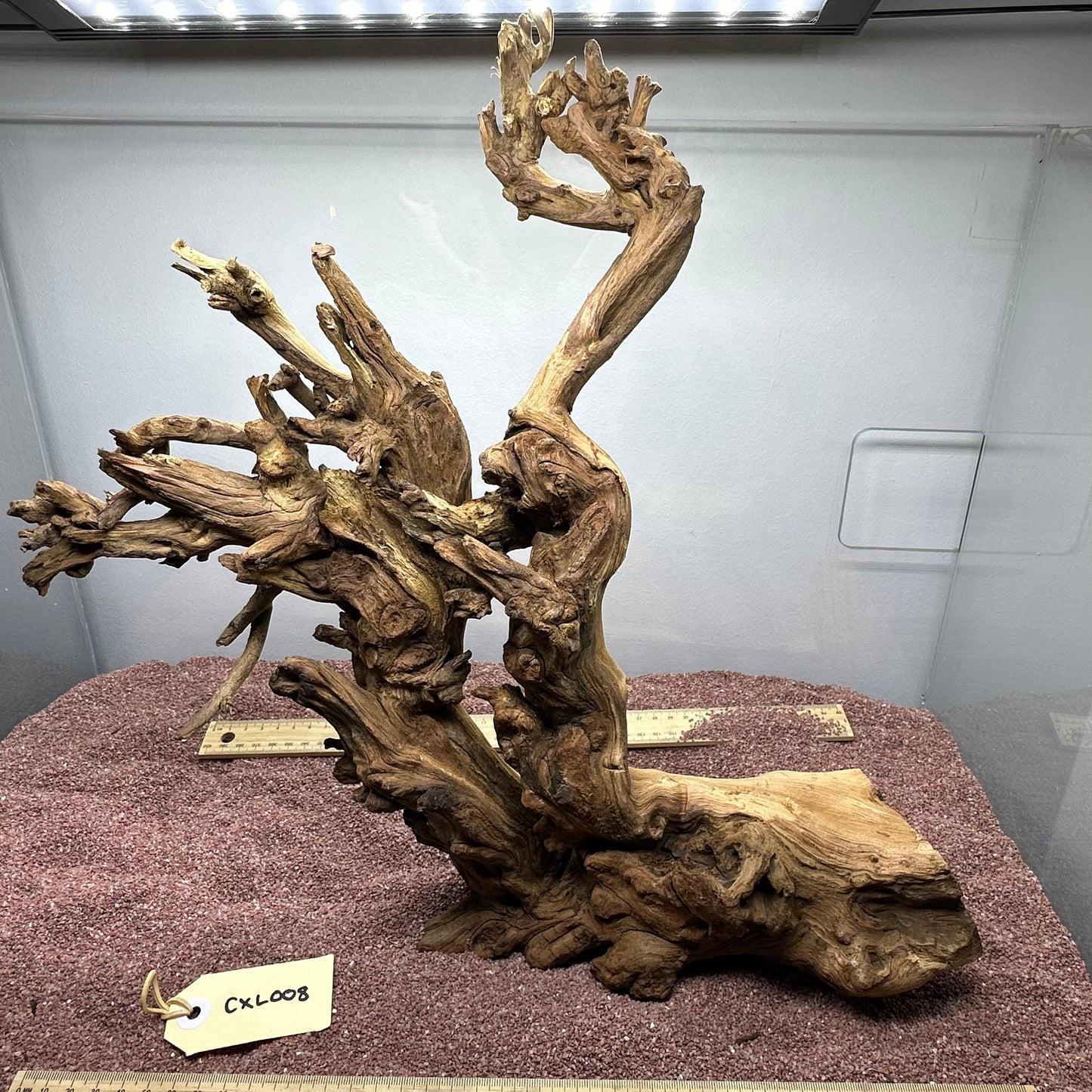 Coral Wood (X Large)