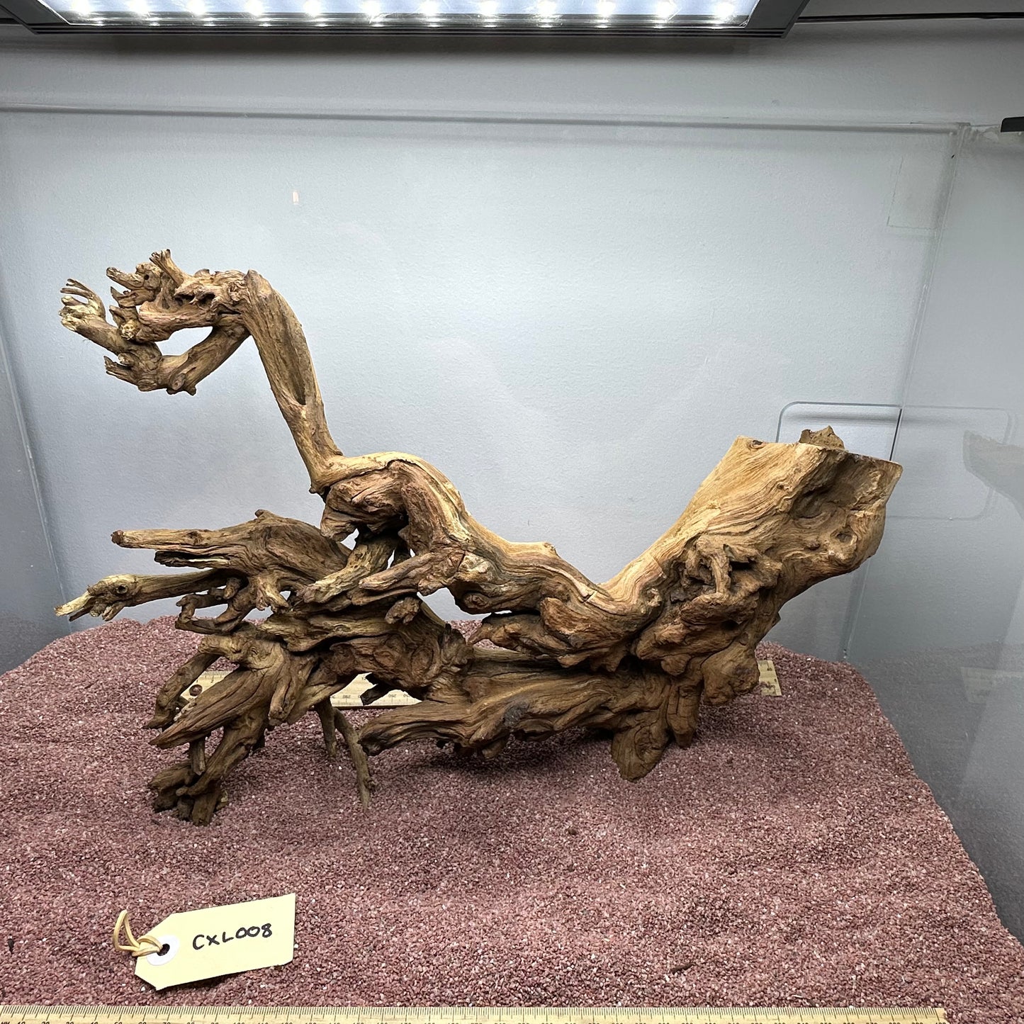 Coral Wood (X Large)