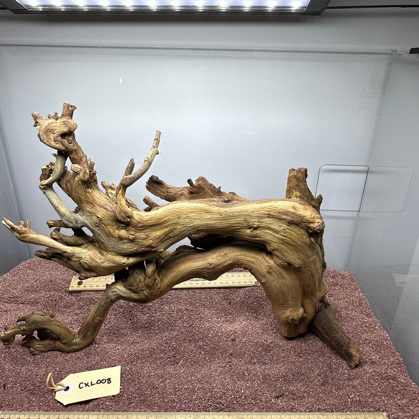 Coral Wood (X Large)