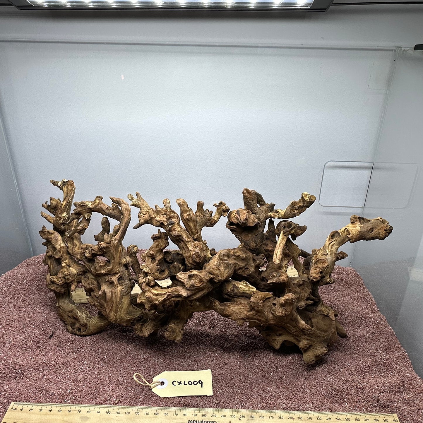 Coral Wood (X Large)