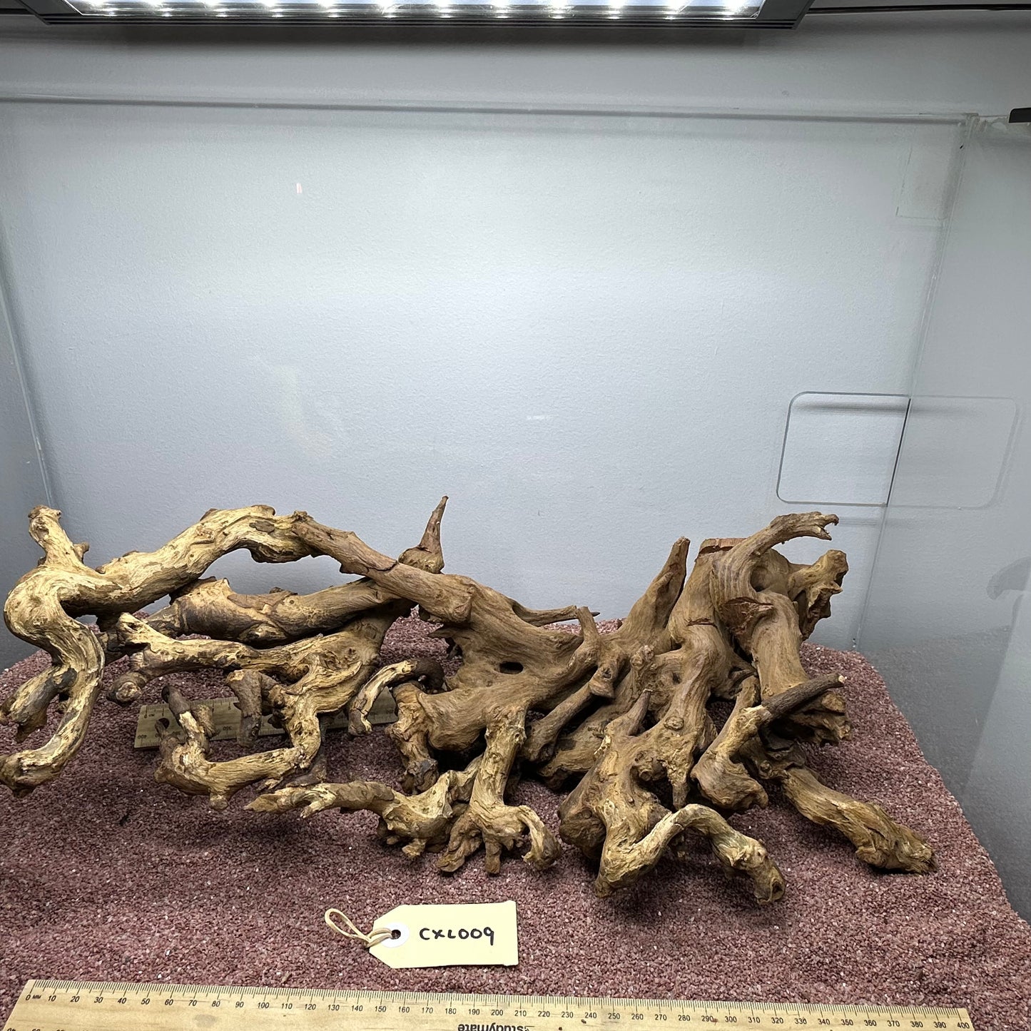 Coral Wood (X Large)