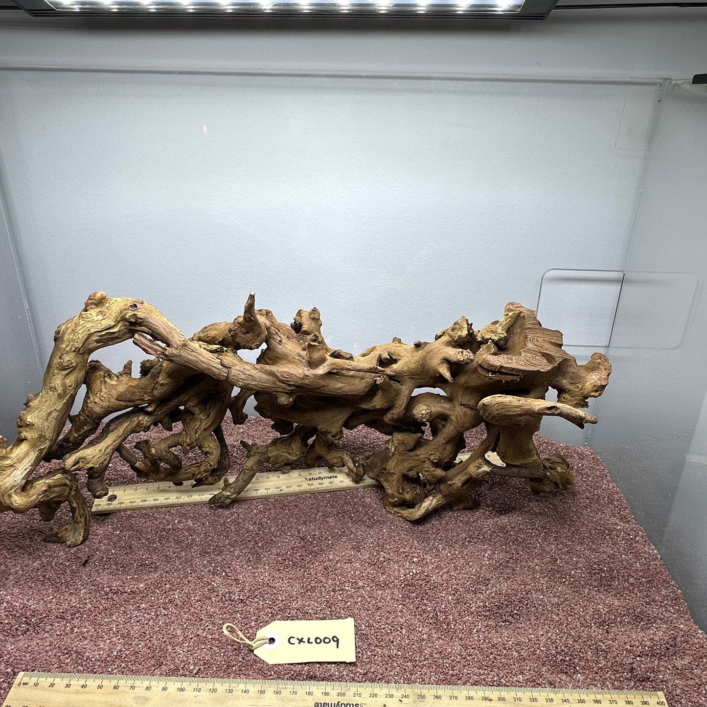 Coral Wood (X Large)