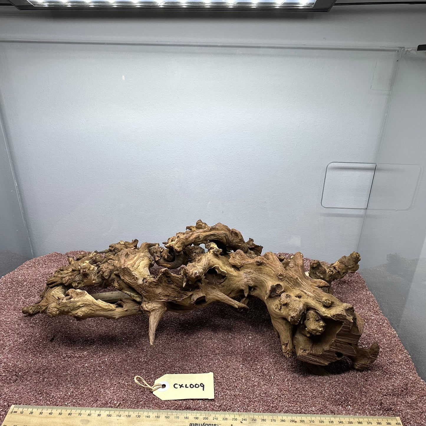 Coral Wood (X Large)