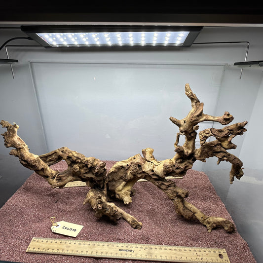 Coral Wood (X Large)