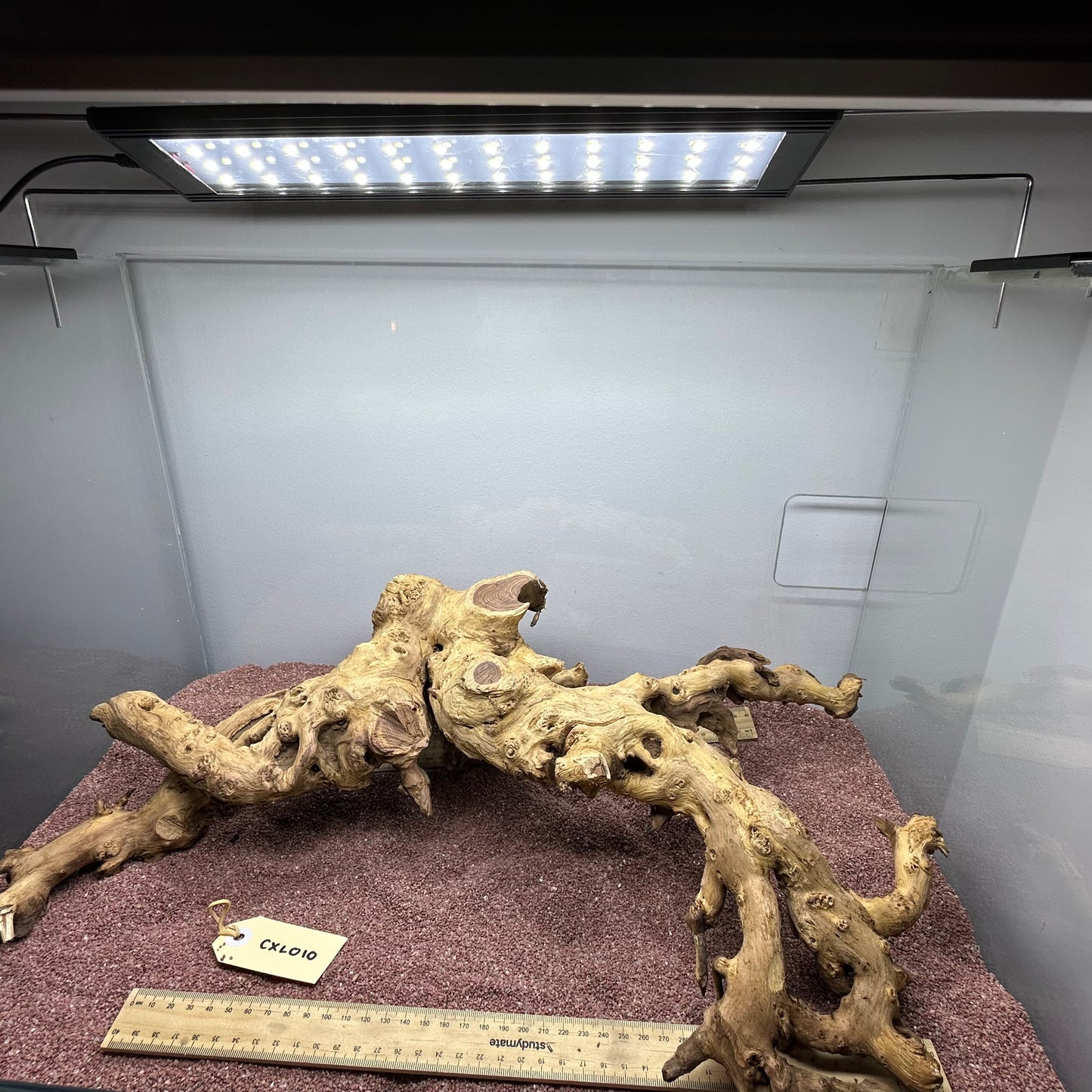 Coral Wood (X Large)