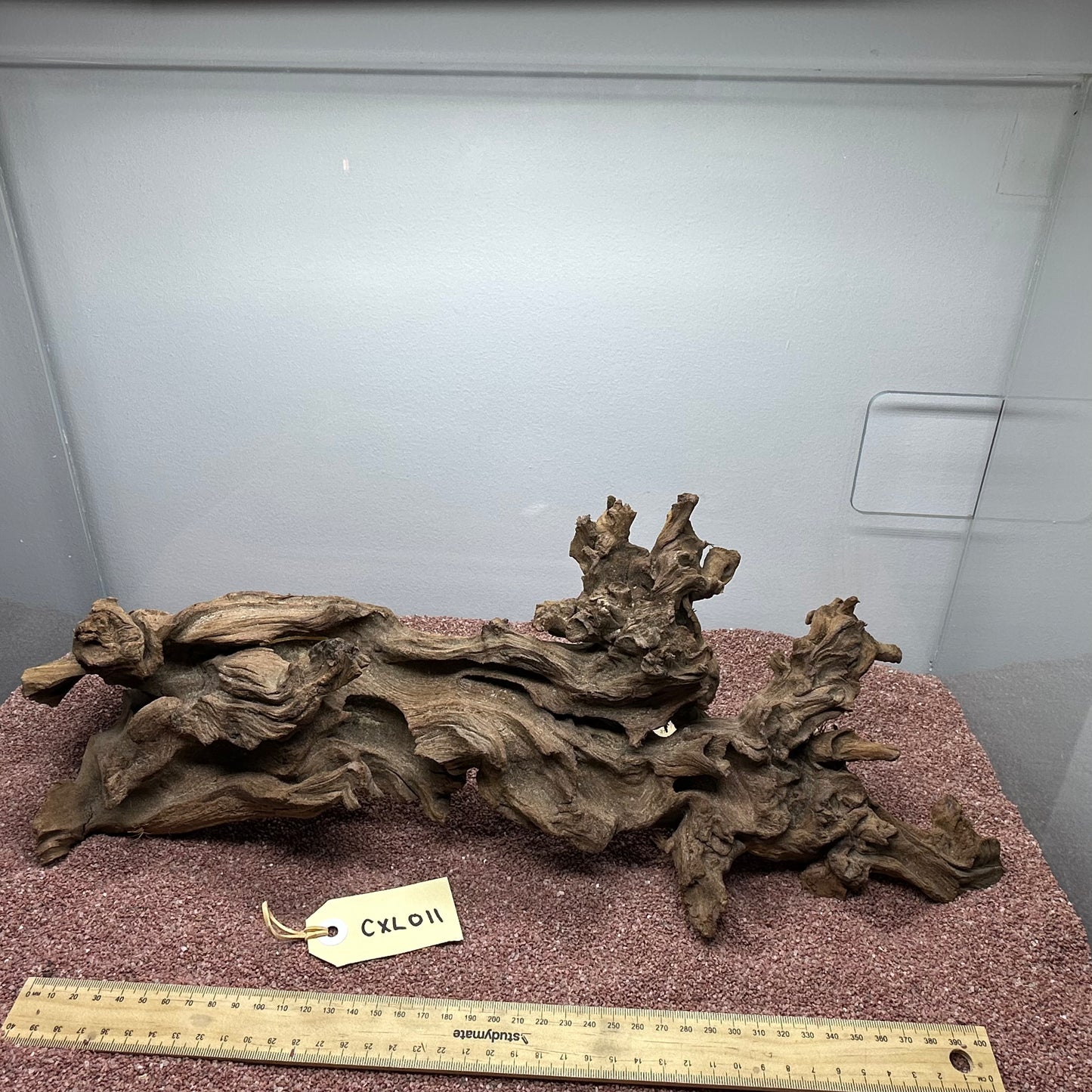 Coral Wood (X Large)
