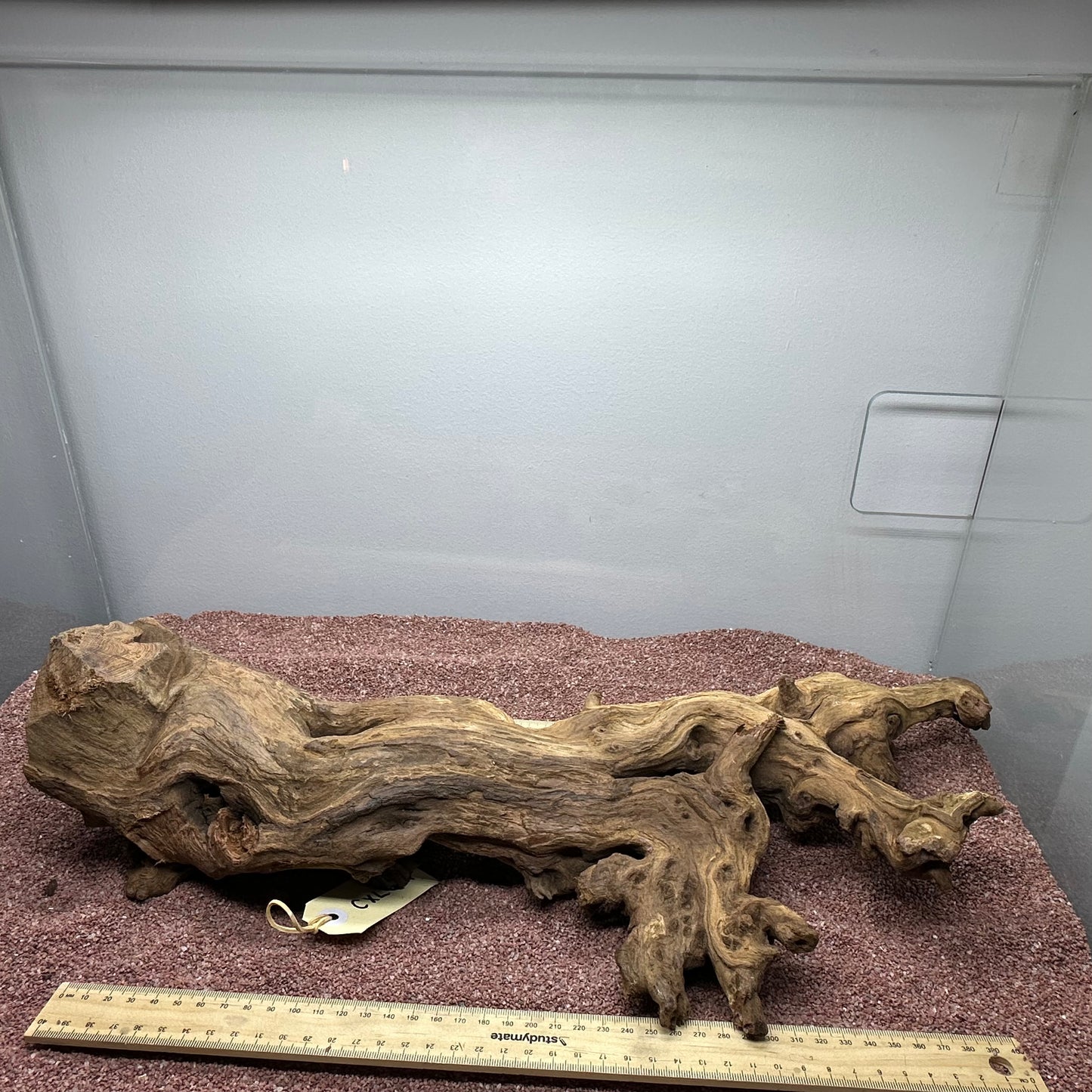 Coral Wood (X Large)