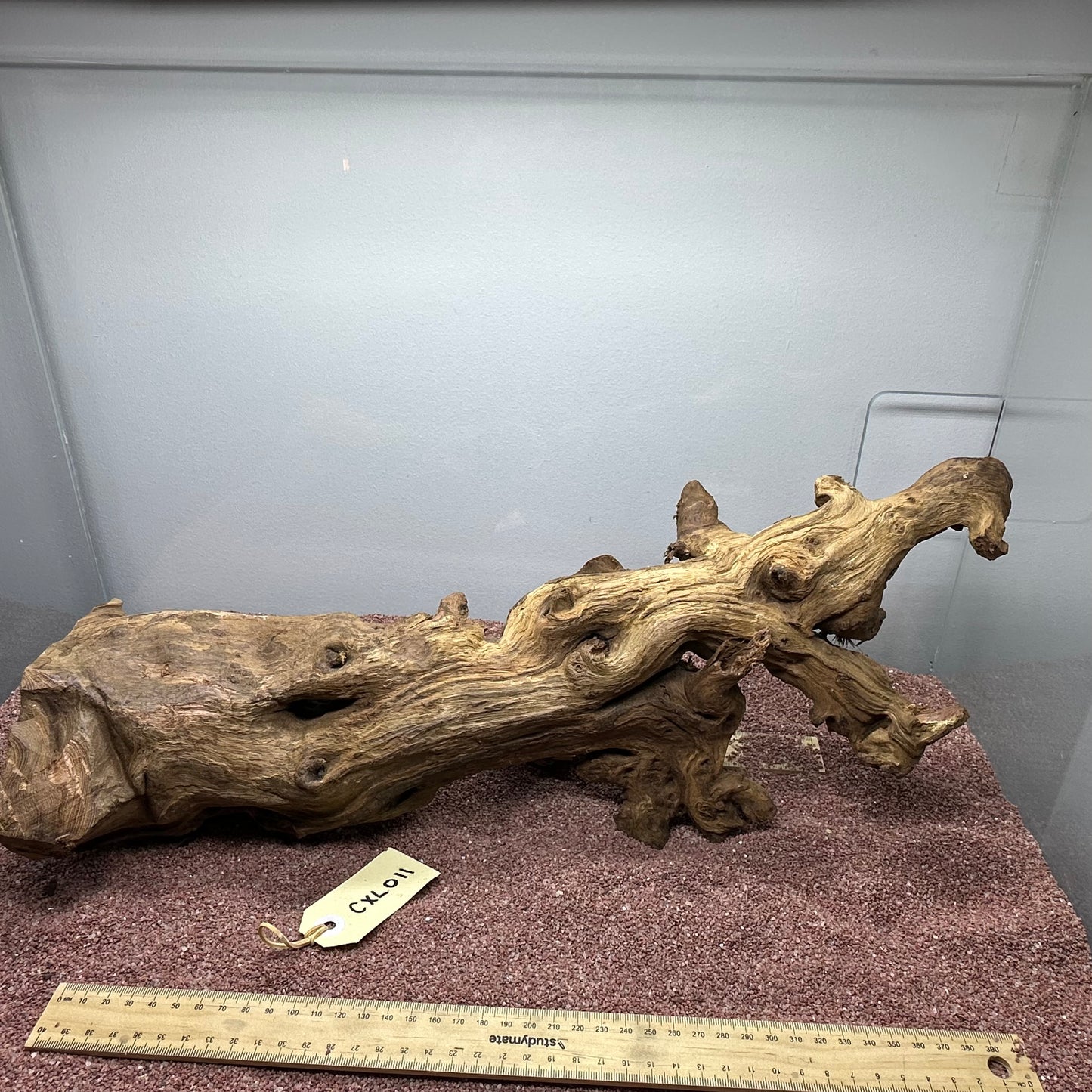 Coral Wood (X Large)