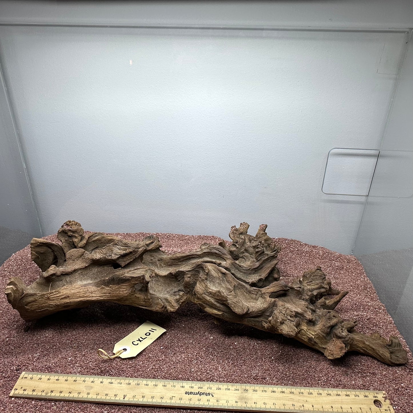Coral Wood (X Large)