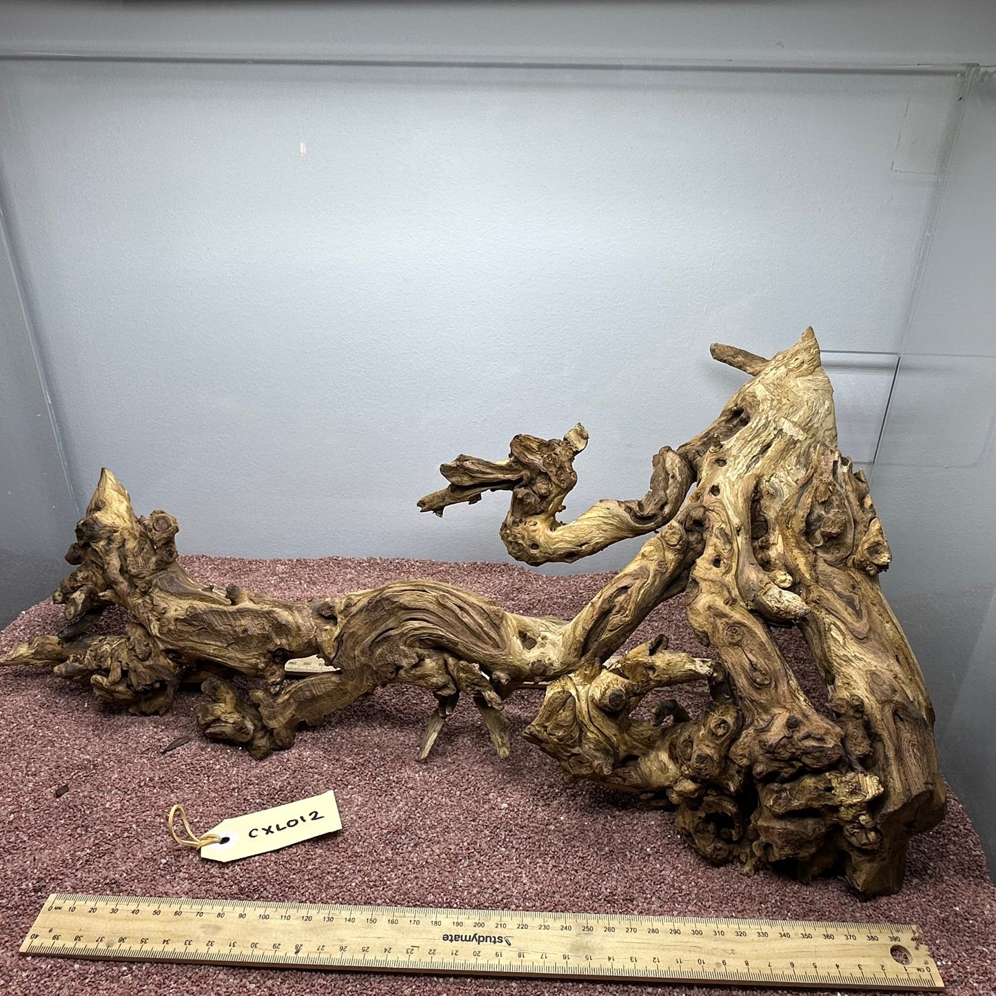 Coral Wood (X Large)