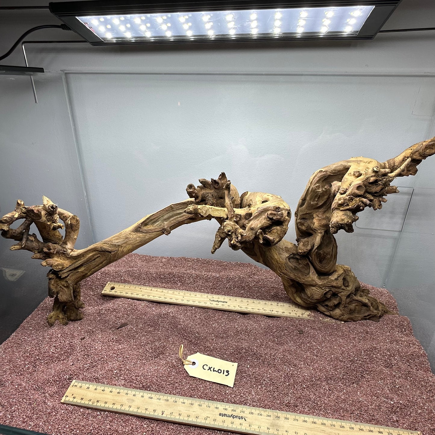 Coral Wood (X Large)