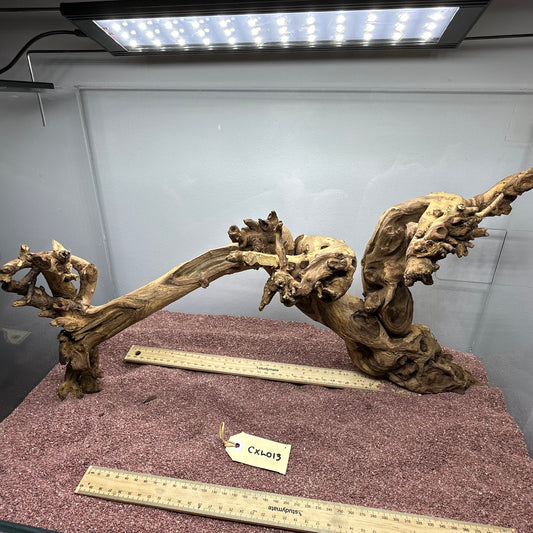Coral Wood (X Large)