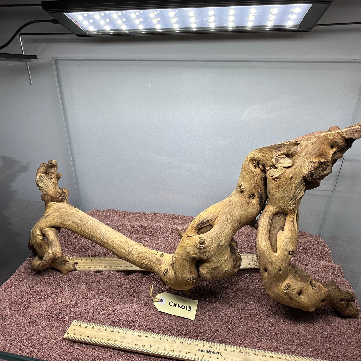 Coral Wood (X Large)
