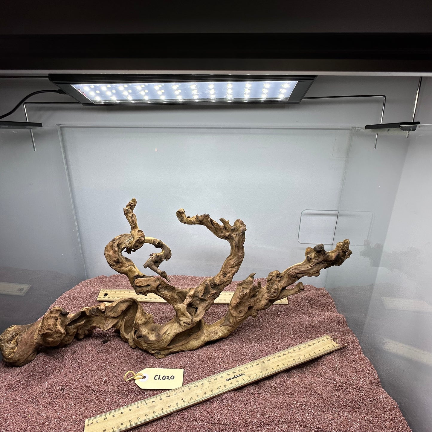 Coral Wood (Large)