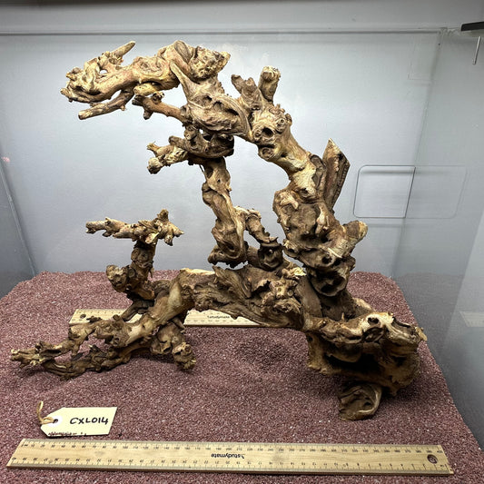 Coral Wood (X Large)