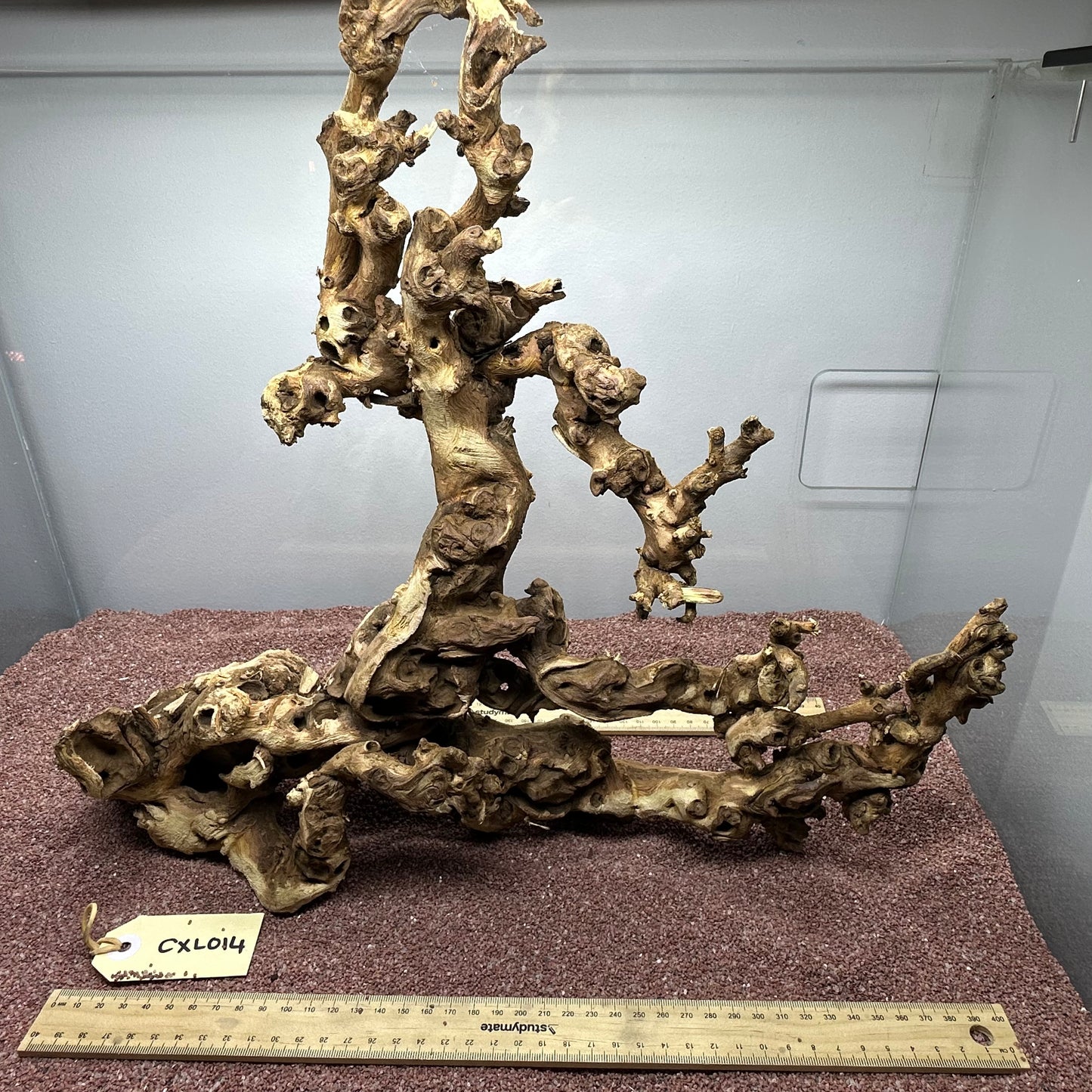 Coral Wood (X Large)