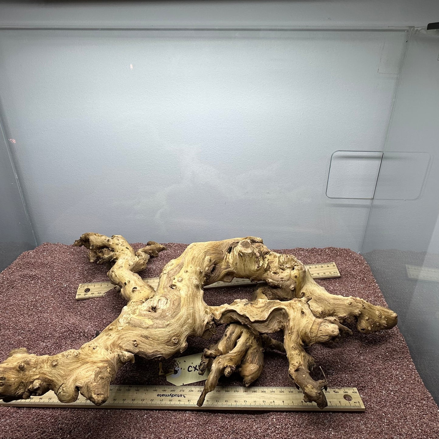 Coral Wood (X Large)