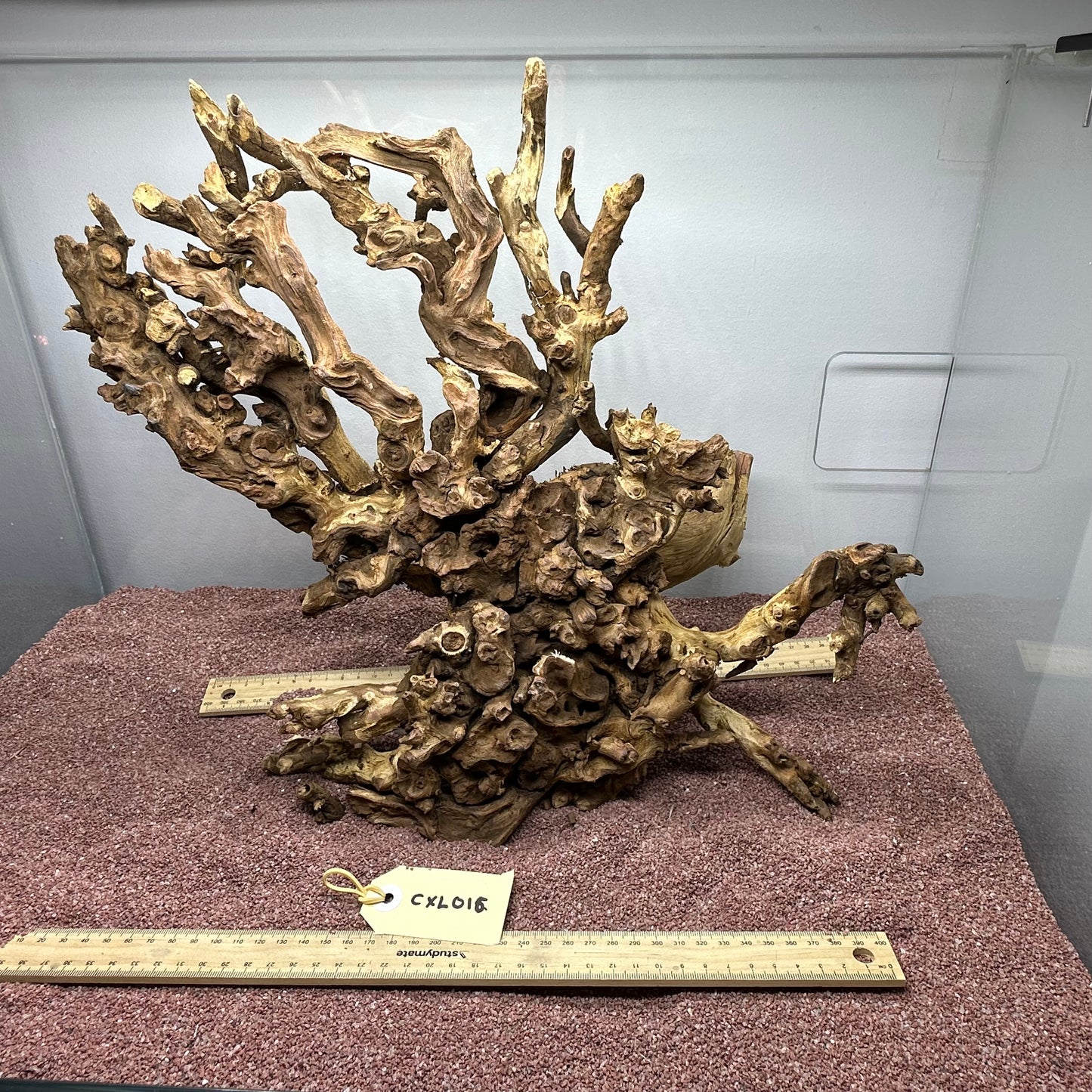 Coral Wood (X Large)