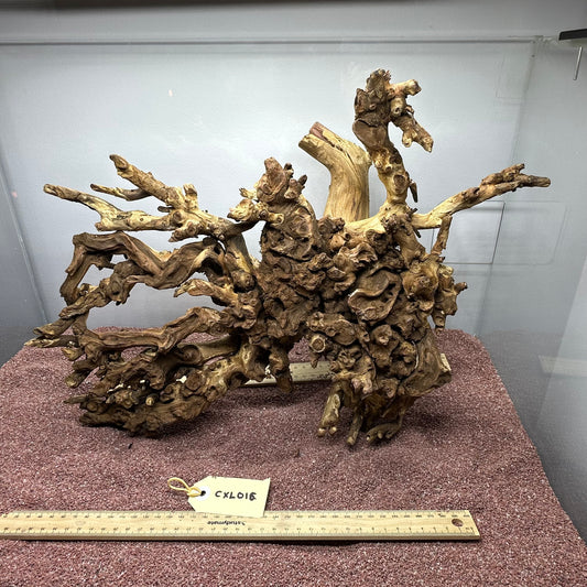 Coral Wood (X Large)