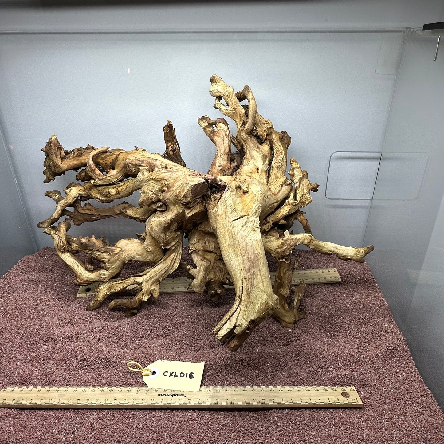 Coral Wood (X Large)