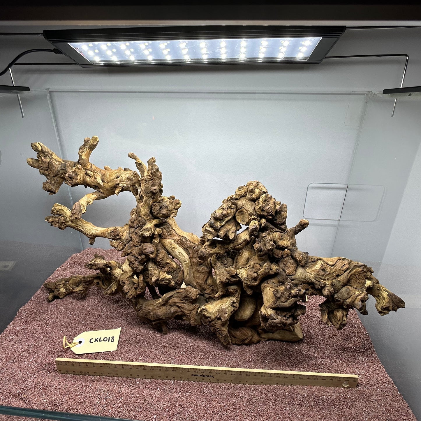 Coral Wood (X Large)