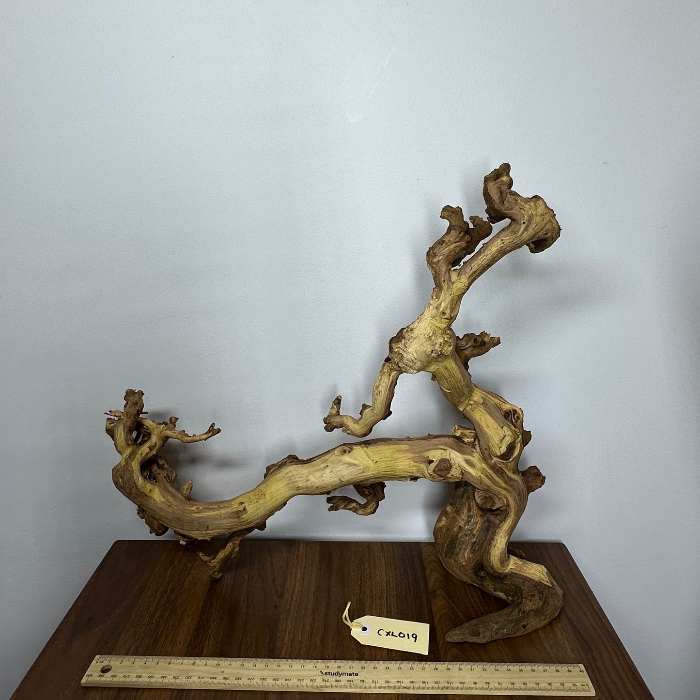 Coral Wood (X Large)