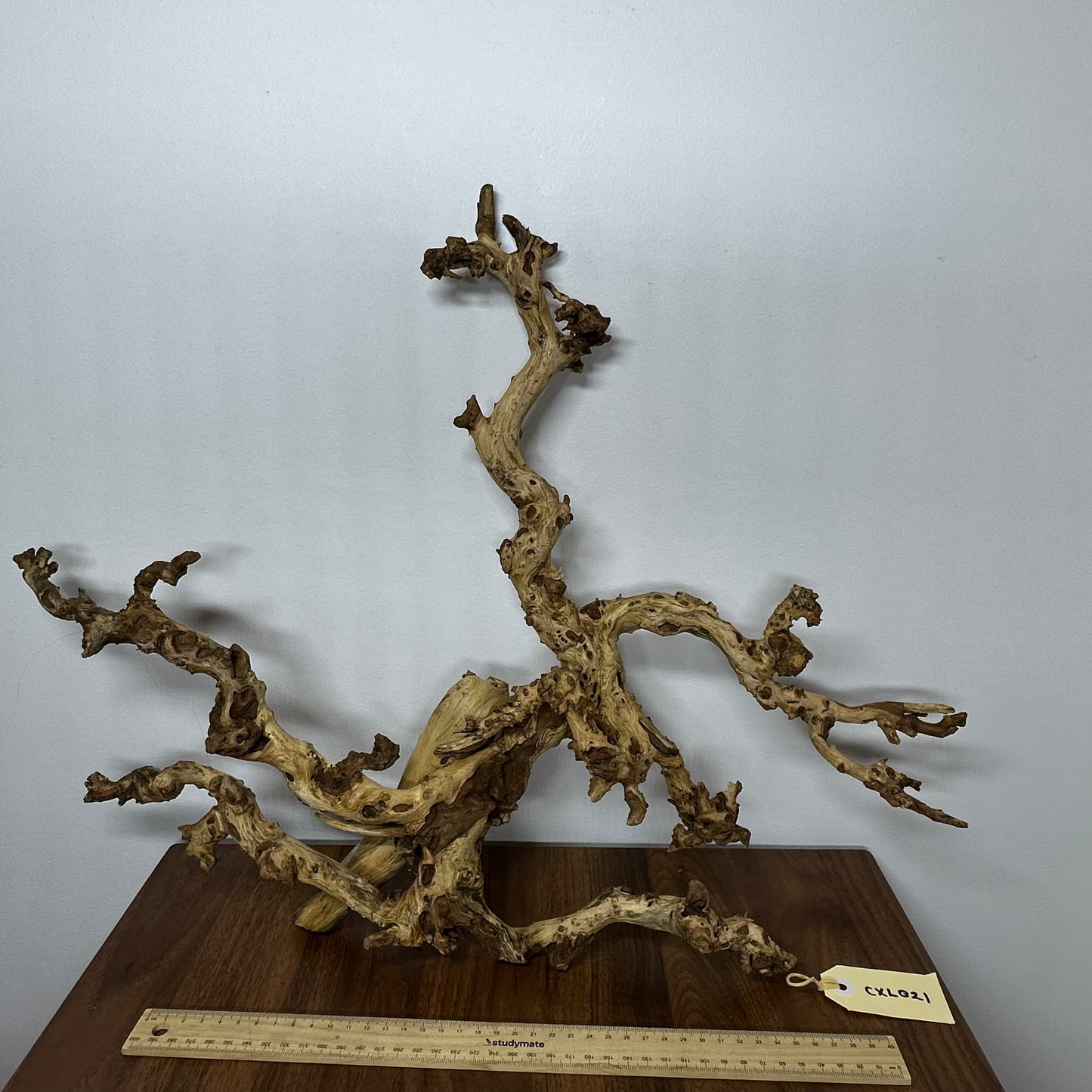 Coral Wood (X Large)