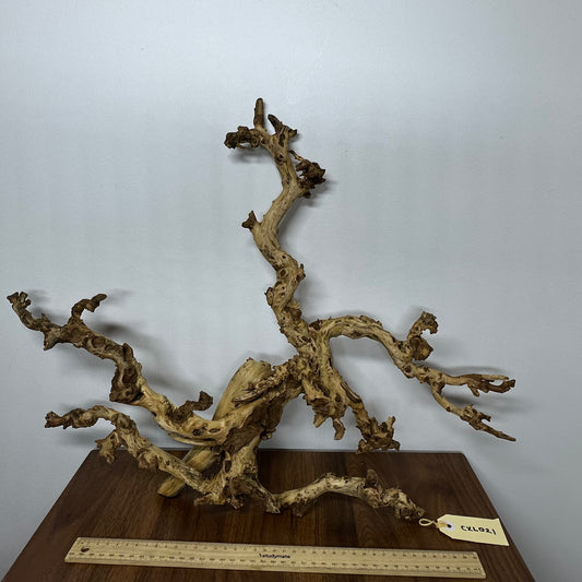 Coral Wood (X Large)