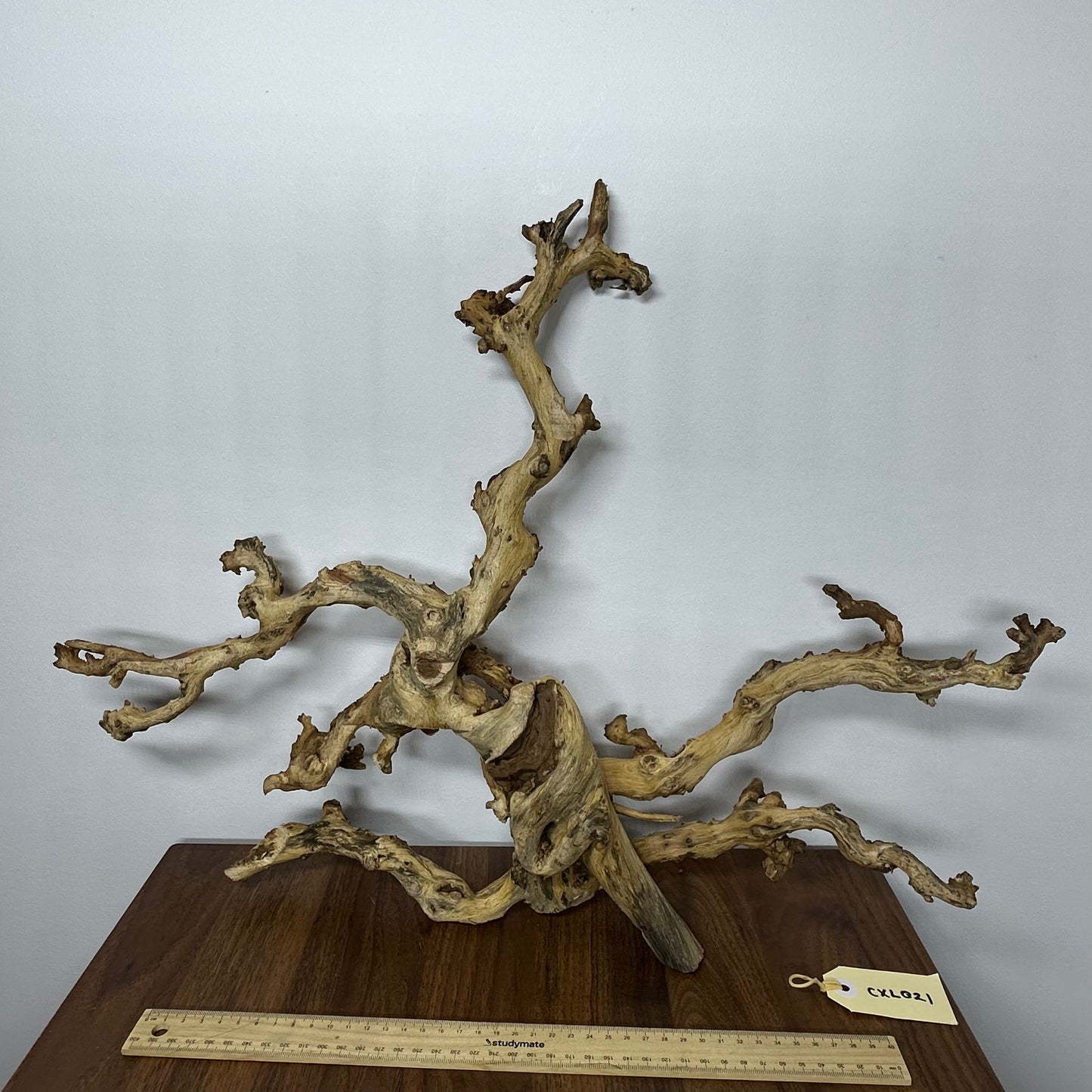 Coral Wood (X Large)