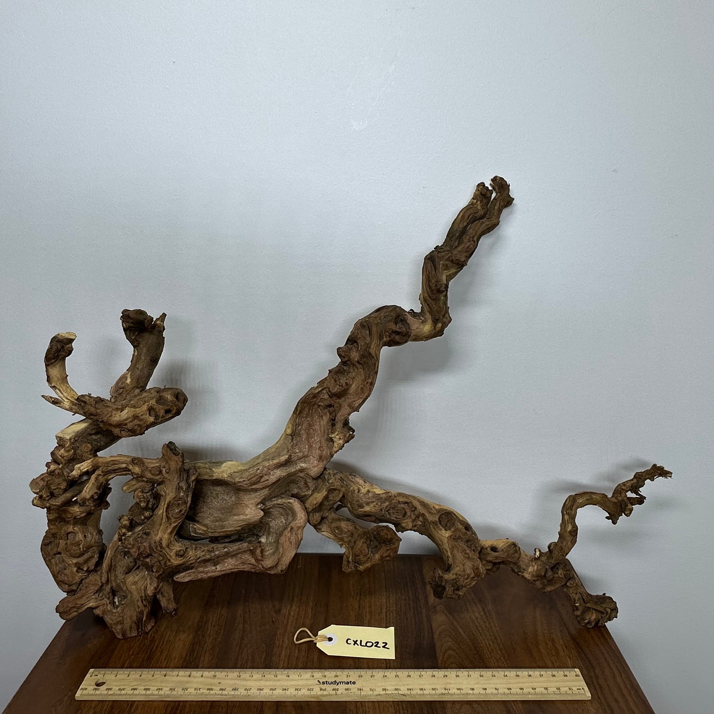 Coral Wood (X Large)