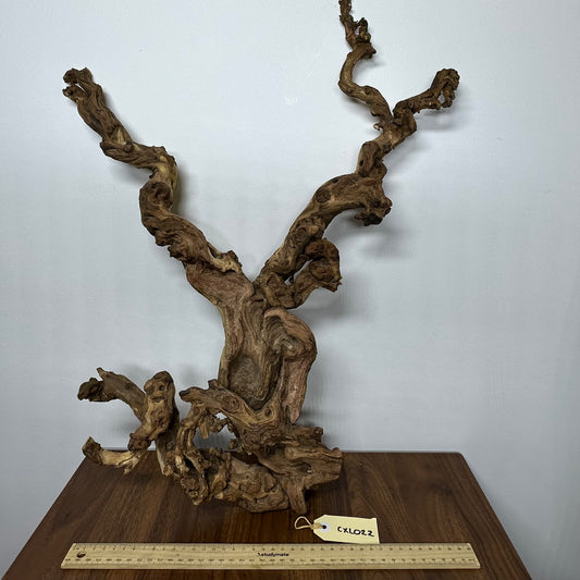Coral Wood (X Large)