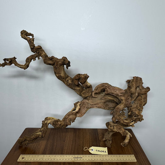 Coral Wood (X Large)