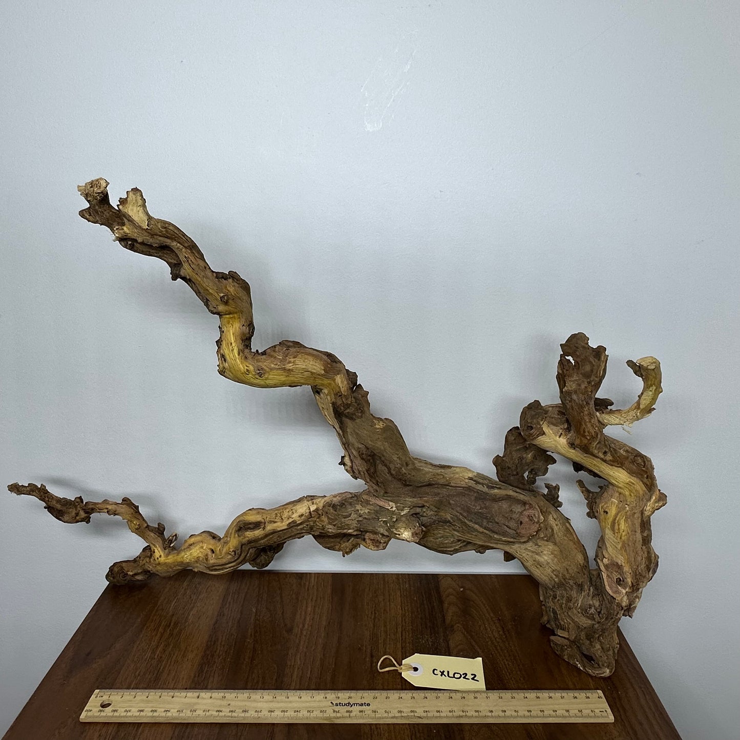 Coral Wood (X Large)