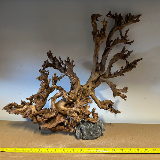 Coral Wood (XX Large)