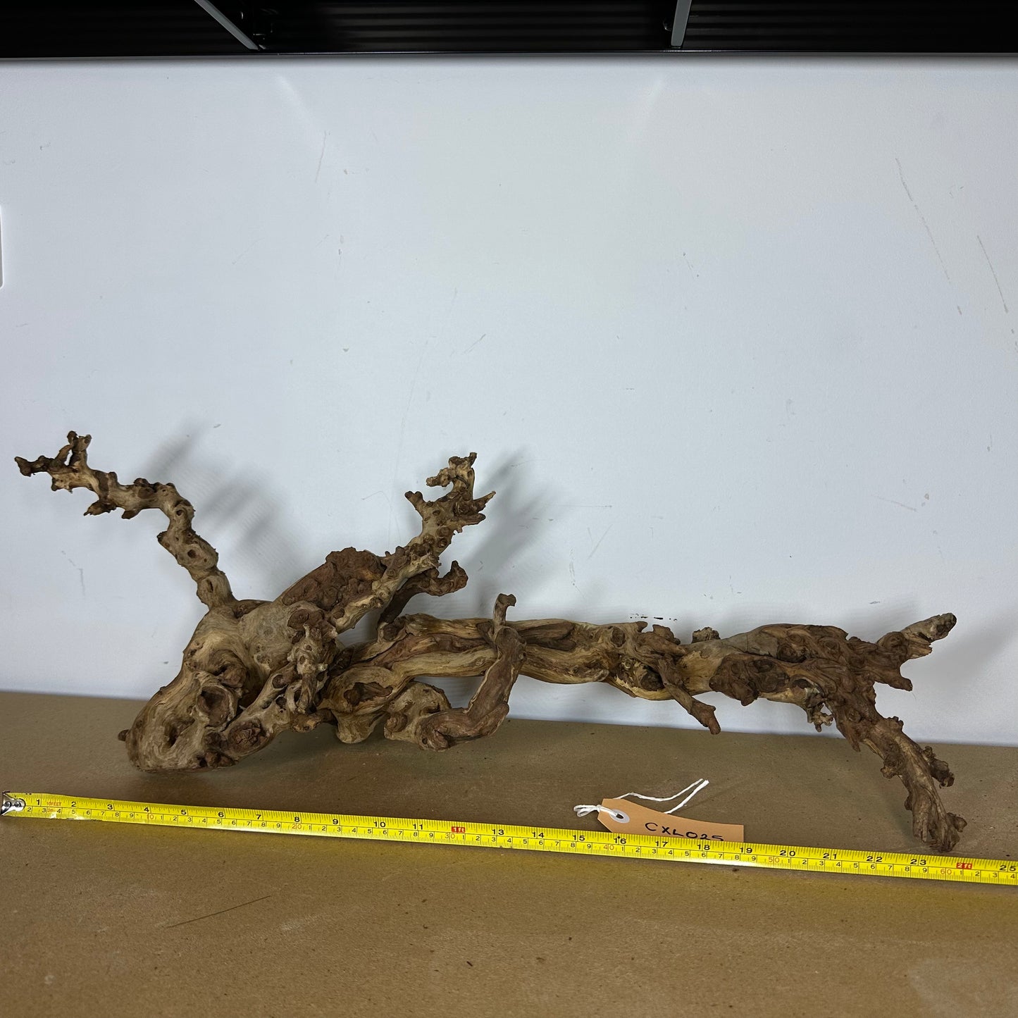 Coral Wood (X Large)