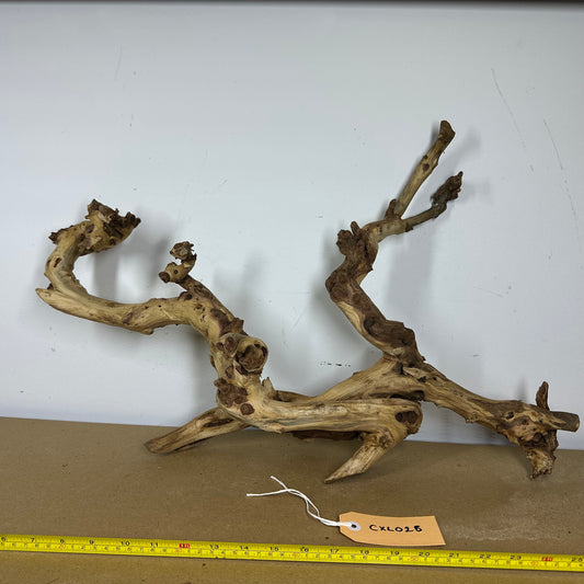 Coral Wood (X Large)