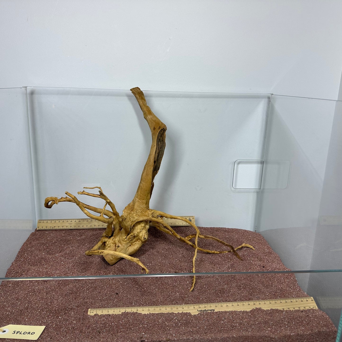 Spiderwood (Large)