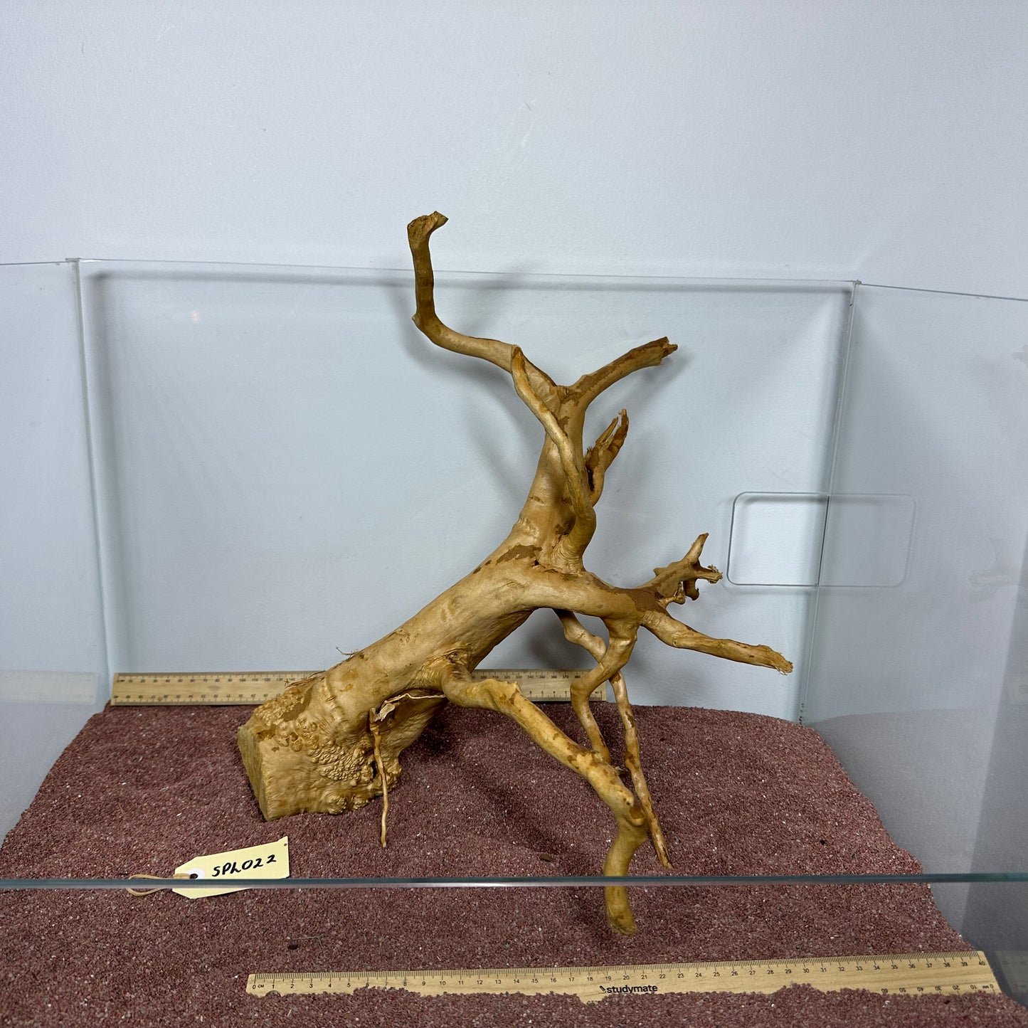 Spiderwood (Large)