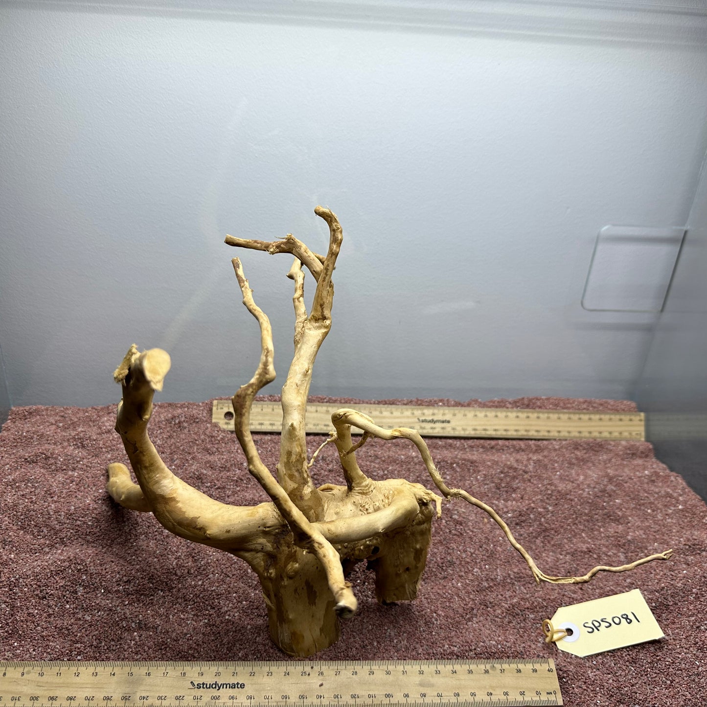 Spiderwood (Small)