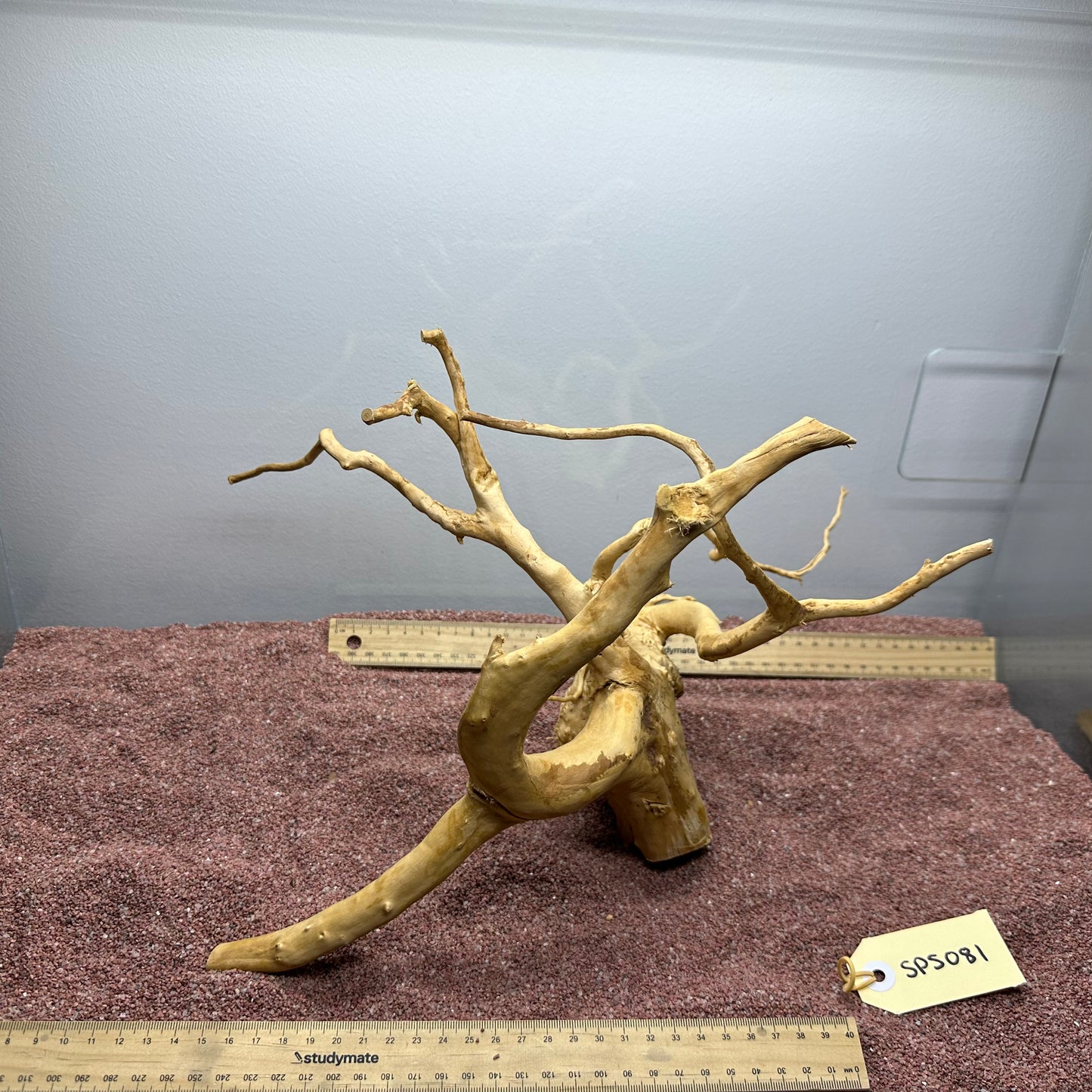 Spiderwood (Small)
