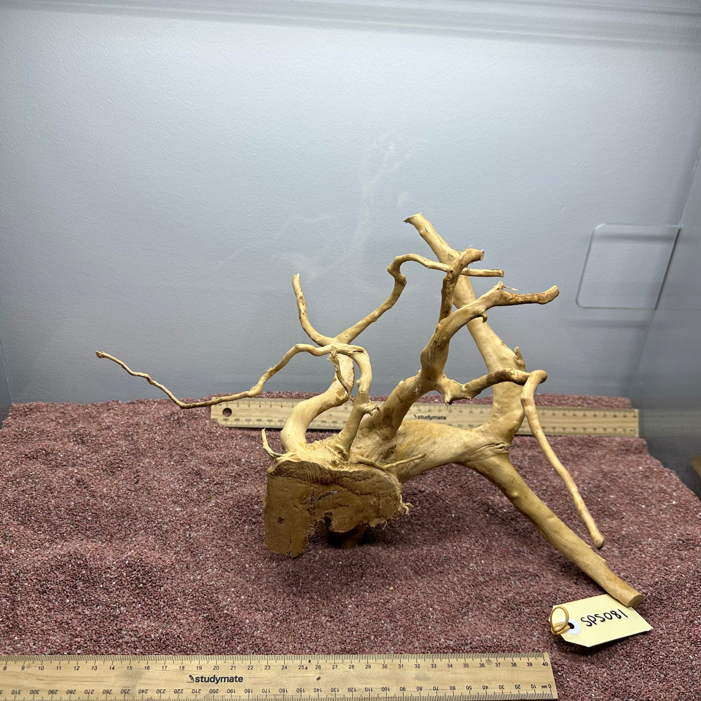 Spiderwood (Small)