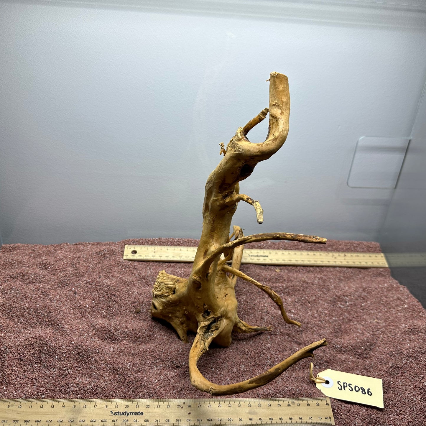 Spiderwood (Small)
