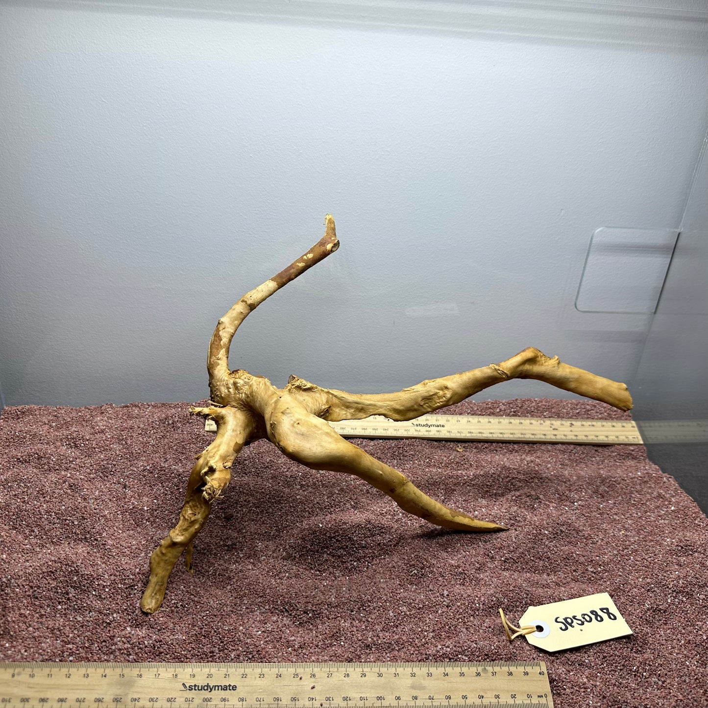 Spiderwood (Small)