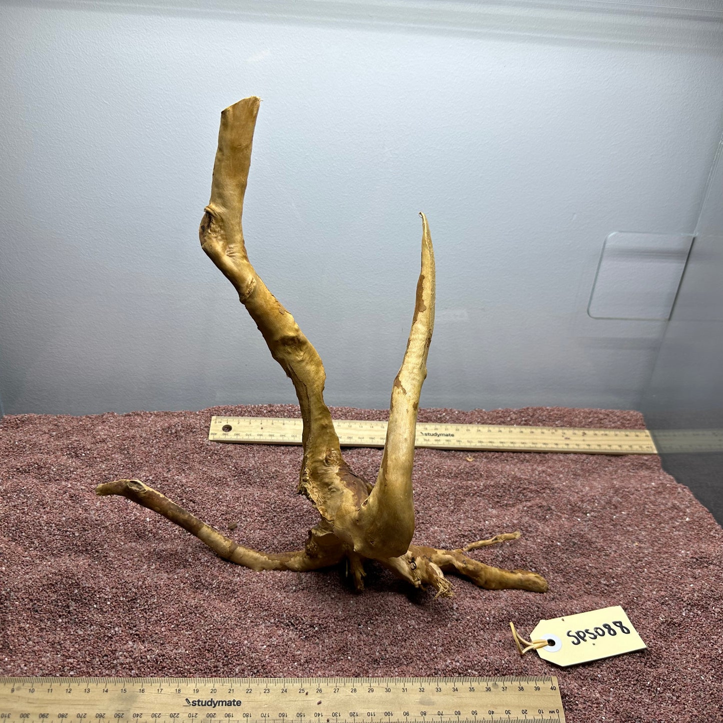 Spiderwood (Small)