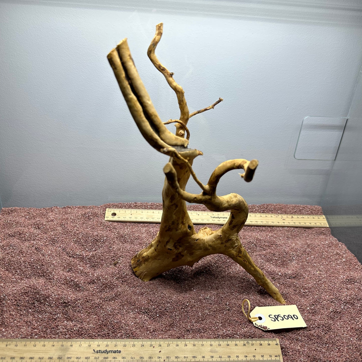 Spiderwood (Small)